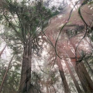 Become, Giclee Print